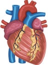 Human Heart Anatomy digitally painted