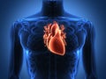 Human heart anatomy from a healthy body Royalty Free Stock Photo