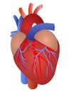 Human heart anatomy