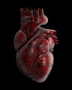 Human Heart - Anatomy of Human Heart 3d Illustration.