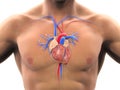 Human Heart Anatomy Royalty Free Stock Photo