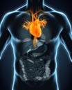 Human Heart Anatomy Royalty Free Stock Photo