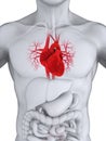 Human Heart Anatomy Royalty Free Stock Photo