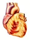 Human heart anatomy illustration