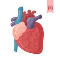 Human heart anatomy illustration in hand-drawn style. Royalty Free Stock Photo