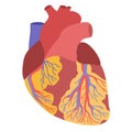 Human heart anatomy illustration Royalty Free Stock Photo