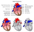 Human Heart anatomy infographic diagram Royalty Free Stock Photo