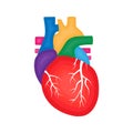 Human heart anatomy. Cardiology concept. Human internal organ illustration.