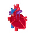 Human heart anatomy Royalty Free Stock Photo