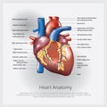 Human Heart Anatomy Royalty Free Stock Photo