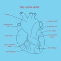 Human heart anatomy vector isolated on blue background. This illustration about medical and health care.