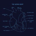 Human heart anatomy vector isolated on dark blue background. This illustration about medical and health care.