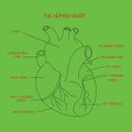 Human heart anatomy vector isolated on green background. This illustration about medical and health care.