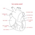 Human heart anatomy vector isolated on white background. This illustration about medical and health care.