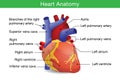 Human heart anatomy Royalty Free Stock Photo