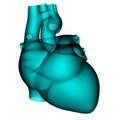 Human Heart Anatomy in x-ray scan Royalty Free Stock Photo
