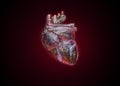 Human heart as fragile glass