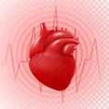 Human Heart And Heart Beat. 3d realistic vector isolated human heart, circle pulsation, heart attack, anatomically correct heart