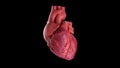 Human Heart Beating 4K Rotating Seamless Loop on Black with Luma Matte