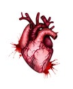 Human heart with blood splashes isolated on white background. Watercolor illustration.