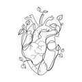 Human heart with branches growing plant leaves line art vector illustration.Abstract anatomical heart liner
