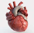 Human heart close up, 3d