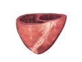 Human heart, cross section, Left and Right Ventricle, Heart ventricles, 3d render