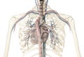 Human heart cross-section with vessels and bronchial tree Royalty Free Stock Photo