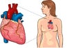 Human heart detailed vector. Anatomic vector illustration of a human heart. Human heart detailed vector. Anatomic vector