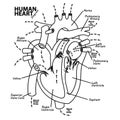 Human heart diagram anatomy tattoo