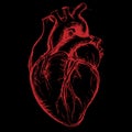 Human Heart Drawing Royalty Free Stock Photo
