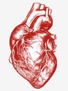 Human Heart Drawing line work Royalty Free Stock Photo