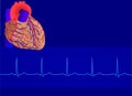 Human heart& Electrocardiogram