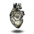 Human heart gears and time