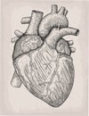 Human heart hand drawn. Anatomical sketch. Medicine, Vector illustration engraving element. Anatomical high detailed tattoo art.
