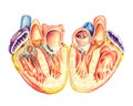 The human heart lengthwise cut