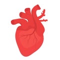 Human heart icon, flat style. Internal organs symbol. Anotomy, cardiology, concept. Isolated on white background. Vector Royalty Free Stock Photo