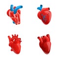 Human heart icons set cartoon vector. Heart with venous system