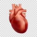 Human heart illustration. 3d realistic heart anatomy