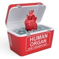 Human heart inside portable fridge for transporting donor organs Royalty Free Stock Photo