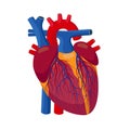 Human Heart - internal organ with valves, arteries and veins detailed anatomical illustration in flat design isolated on