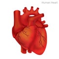 Human Heart Isolate. Angioplasty is an endovascular procedure to widen narrowed or obstructed arteries or veins, typically to trea Royalty Free Stock Photo