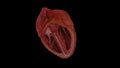 Human heart isolated on black background. 3D illustration. 3D rendering.