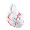 Human Heart. Isolated. Contains clipping path