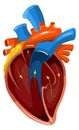 Human heart model. Blood moving anatomy illustration Royalty Free Stock Photo