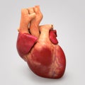 Human Heart Royalty Free Stock Photo