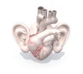 Human heart organ with big ears