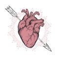 Human heart pierced with cherubs arrow hand drawn line art and dotwork. Flash tattoo or print design vector illustration Royalty Free Stock Photo