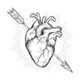 Human heart pierced with cherubs arrow hand drawn line art and dotwork. Flash tattoo or print design vector illustration