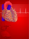 Human heart red background